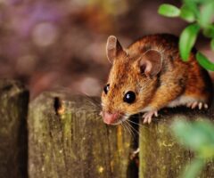 Moe van muizen? top tips voor effectieve bestrijding!