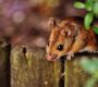 Moe van muizen? top tips voor effectieve bestrijding!